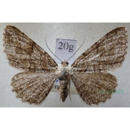 Peribatodes secundaria (Denis & Schiffermüller, 1775) female Przylepek następnik Czech20g